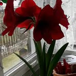 Leslie Springman - Facebook