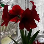 Leslie Springman - Facebook