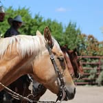 Leslie Staley - @staley_western_photography - Instagram