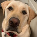 Leslie Metzger Tharp - @ltharp1425 - Instagram