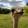 Leslie Wilder - @leslie.wilder6 - TikTok