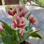 Leslie Wilhelm - Facebook
