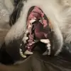 Leslie Gibson - @leslie.gibson8 - TikTok