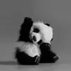 Leslie Ward932 - @leslieward8 - TikTok