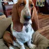 Lester Andescavage - @lester.andescavag - TikTok