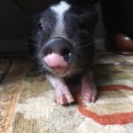 Lester Bacon - @lesterbaconthepig - Instagram
