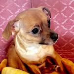 Lester Charles T. Bacon III - @lester_charlie_bacon - Instagram