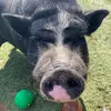 Lester🐷❤️ - @lesterbaconthepig - TikTok