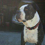 lester barlow - @bullydogluv08 - Instagram