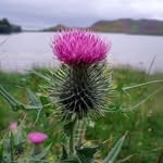 Lisa Lester-Beck - @1irishrose28 - Instagram