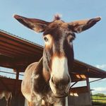 Lester - @lesterbosch - Instagram