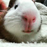 Lester Crowley - @lesterguineapig - Instagram