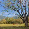 Naturaleza - @lesterdoren18 - TikTok