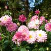 Lesters Flower Shop - @lesters_flowers - TikTok