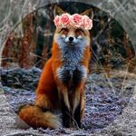 ❤️🦊 I LOVE FOXES - @fox_lester - Instagram
