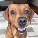 Lester - @foxredlester - Instagram
