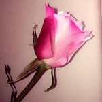 Lester Fuller - @lesterfuller180 - Instagram