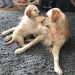 Lester&George - @lester.george2806 - Instagram