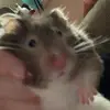 Butt PP - @cookiethehamlester - TikTok