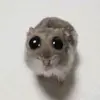 dawg - @hamball.lester - TikTok