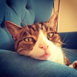 Lester Hamburg - @lesterhamburg - Instagram