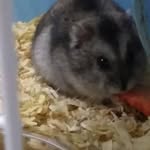 @lester_hamerti - Instagram
