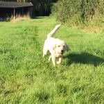 Lester - @lester.hampson - Instagram