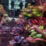 Lester Loo - @carbonatedfoliage - Instagram
