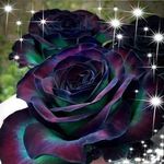 Marshall Lester - @marshall.lester.777 - Instagram