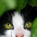 Lester Pollard - Facebook