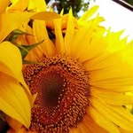 Lester Powell - @lesterpowell487 - Instagram
