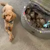 two dogs! - @lester_stanley - TikTok