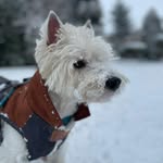 Lester Zet - @lester.westie - Instagram