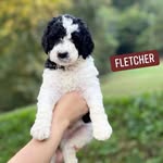 Fletcher Brown the Bernedoodle - @thatdoodfletcherbrown - Instagram