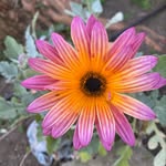 Letha Campbell - @boodaboo63 - Instagram
