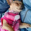 niki Bedolla - @leticia.bedolla29 - TikTok