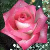 Leticia Malave - @lety22579 - TikTok