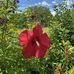 Letitia Morse - Facebook