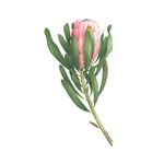 Leticia Phillips - @island_botanics - Instagram