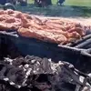 Leticia Ramires - @leticia.ramires17 - TikTok
