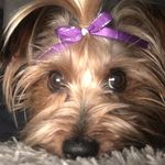 @leticia_yorkshireterrier - Instagram