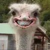 Letitia Chapman - @y04z1y298dxok9u6t - TikTok