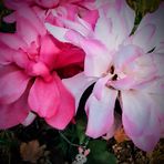 Letitia Garrett - Facebook