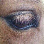 Letitia Terry - @inchantedhorse - Instagram