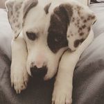 Letty🐶 - @letty_robinson - Instagram