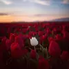 Лев Дзагиев - @levmoscow77 - TikTok