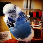 Levent Çolak - @levent_colak - Instagram