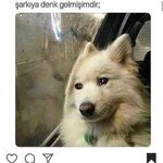 LEVENT SARAÇOĞLU ÇEKİÇ - @leventsaracoglucekic_jx7848 - Instagram