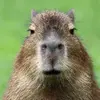Levente Lévai - @rainbow_tooth - TikTok