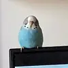 leviandersen09 - @leviandersen09 - TikTok